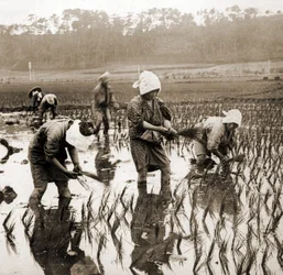 Frauen pflanzen Reis in Japan, um 1900
